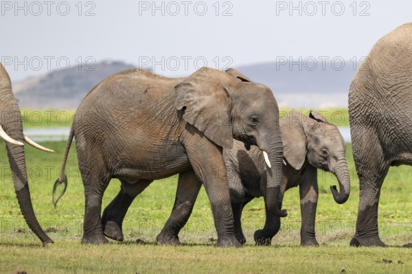 African elephant (Loxodonta africana), two young elephants, Amboseli National Park, Rift Valley Province, Kenya