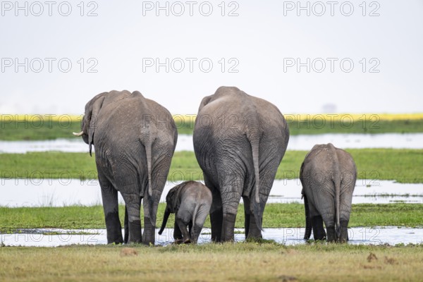 African elephant (Loxodonta africana), dams and young animals from behind, drinking at the water, Amboseli National Park, Rift Valley Province, Kenya