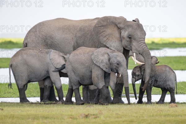 African elephant (Loxodonta africana), adult with young animals, near water, Amboseli National Park, Rift Valley Province, Kenya
