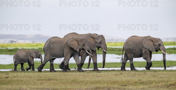 African elephant (Loxodonta africana), flock near water, Amboseli National Park, Rift Valley Province, Kenya