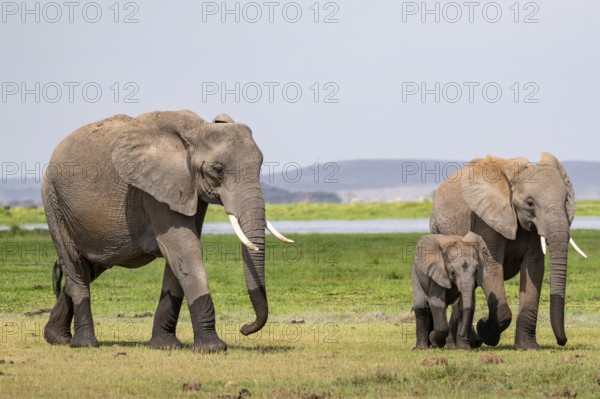 African elephant (Loxodonta africana), two adults with young, Amboseli National Park, Rift Valley Province, Kenya