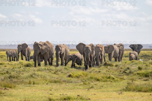 African elephant (Loxodonta africana), large herd of young animals, Amboseli National Park, Rift Valley Province, Kenya