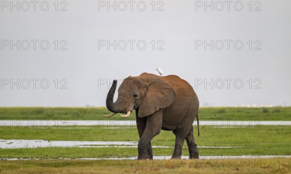 African elephant (Loxodonta africana), with herons (Bubulcus ibis), in Longinye swamp, stretches trunk into the air, animal behavior, Amboseli National Park, Rift Valley Province, Kenya