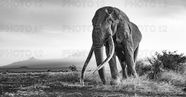 African elephant (Loxodonta africana), the famous Super Tusker elephant Craig, old bull elephant with big tusks, in picturesque landscape with the summit of Mount Kilimanjaro, in atmospheric evening light, black and white, Amboseli, Kenya