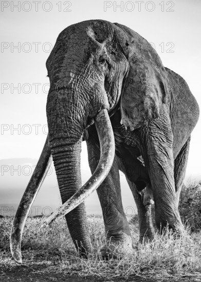 African elephant (Loxodonta africana), the famous Super Tusker elephant Craig, old bull elephant with big tusks, in atmospheric evening light, black and white, Amboseli, Kenya