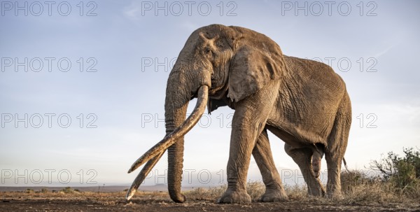 African elephant (Loxodonta africana), the famous Super Tusker elephant Craig, old bull elephant with big tusks, in atmospheric evening light, Amboseli, Kenya