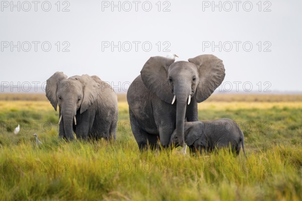 African elephant (Loxodonta africana), group with young animal in Longinye swamp with cow herons (Bubulcus ibis), Amboseli National Park, Rift Valley Province, Kenya