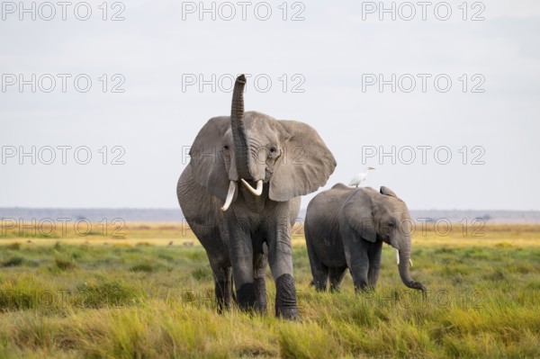African elephant (Loxodonta africana), two animals in Longinye swamp with cow herons (Bubulcus ibis), elephant sticking trunk into the air, animal behavior, Amboseli National Park, Rift Valley Province, Kenya