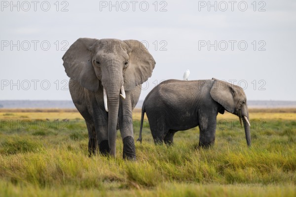 African elephant (Loxodonta africana), two animals in Longinye swamp with herons (Bubulcus ibis), Amboseli National Park, Rift Valley Province, Kenya