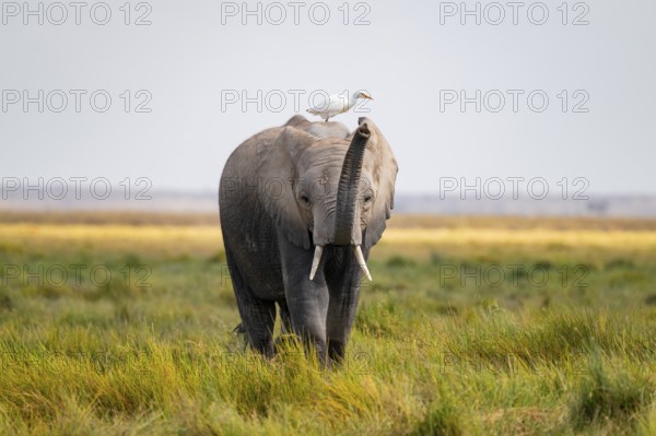 African elephant (Loxodonta africana), in Longinye swamp with heron (Bubulcus ibis), elephant stretches trunk into the air, animal behavior, Amboseli National Park, Rift Valley Province, Kenya