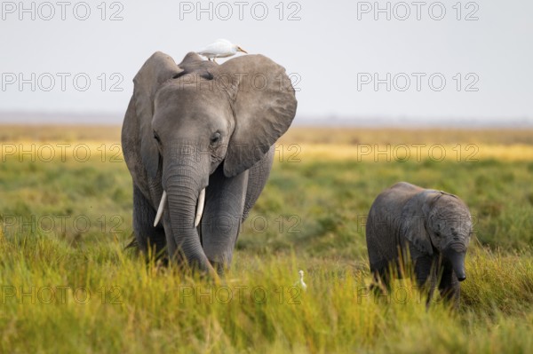 African elephant (Loxodonta africana), in Longinye swamp, mother with heron (Bubulcus ibis) and young, Amboseli National Park, Rift Valley Province, Kenya