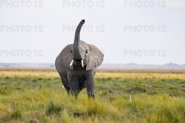 African elephant (Loxodonta africana), in Longinye swamp, elephant sticking trunk into the air, animal behavior, Amboseli National Park, Rift Valley Province, Kenya