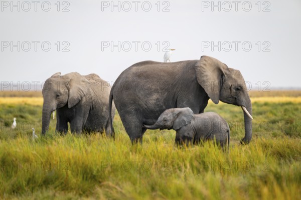 African elephant (Loxodonta africana), two adults with young in Longinye swamp with herons (Bubulcus ibis), elephant stretches trunk into the air, animal behavior, Amboseli National Park, Rift Valley Province, Kenya