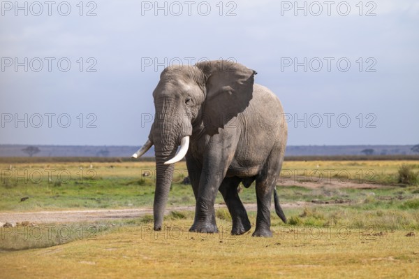 African elephant (Loxodonta africana), adult male, Amboseli National Park, Rift Valley Province, Kenya
