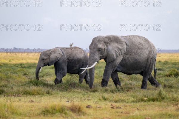 African elephant (Loxodonta africana), two animals in Longinye swamp with herons (Bubulcus ibis), Amboseli National Park, Rift Valley Province, Kenya