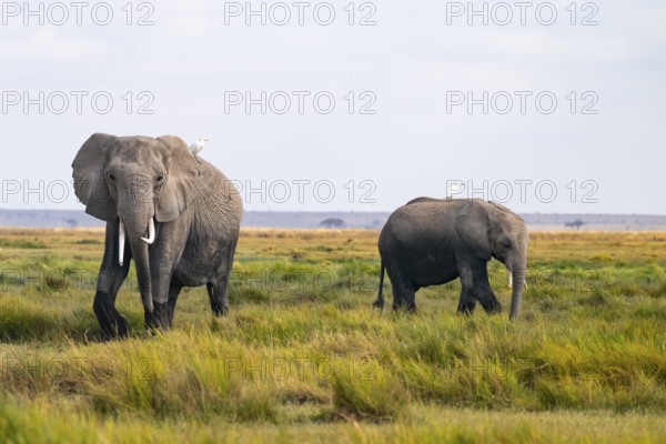 African elephant (Loxodonta africana), in Longinye swamp with heron (Bubulcus ibis), Amboseli National Park, Rift Valley Province, Kenya
