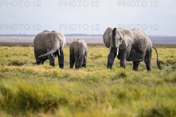 African elephant (Loxodonta africana), three animals in Longinye swamp, elephant sticking trunk into the air, animal behavior, Amboseli National Park, Rift Valley Province, Kenya
