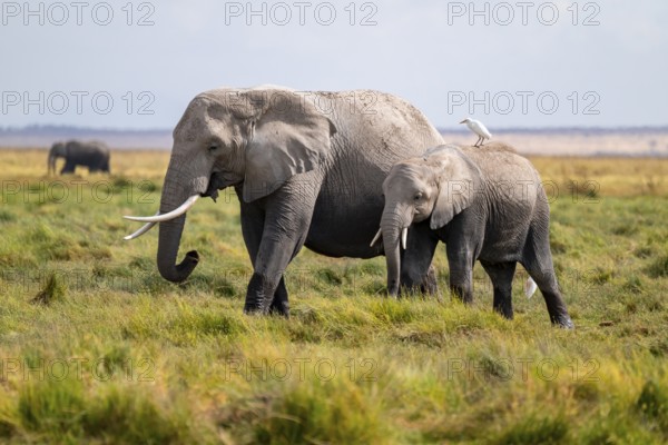 African elephant (Loxodonta africana), two animals in Longinye swamp with heron (Bubulcus ibis), Amboseli National Park, Rift Valley Province, Kenya