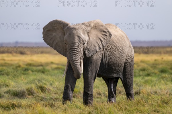 African elephant (Loxodonta africana), adult male, in Longinye Swamp, Amboseli National Park, Rift Valley Province, Kenya