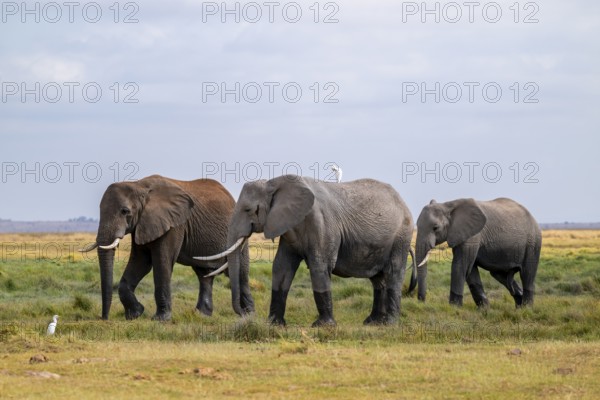 African elephant (Loxodonta africana), three animals in Longinye swamp with herons (Bubulcus ibis), Amboseli National Park, Rift Valley Province, Kenya