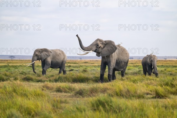 African elephant (Loxodonta africana), three animals in Longinye swamp with heron (Bubulcus ibis), elephant sticking trunk into the air, animal behavior, Amboseli National Park, Rift Valley Province, Kenya