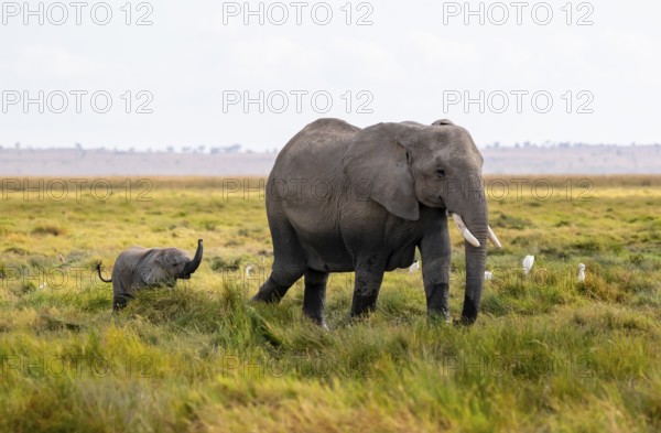 African elephant (Loxodonta africana), mother with young in Longinye swamp, juvenile stretches trunk in the air, animal behavior, Amboseli National Park, Rift Valley Province, Kenya