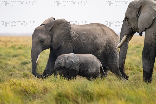 African elephant (Loxodonta africana), mother and young in Longinye Swamp, Amboseli National Park, Rift Valley Province, Kenya