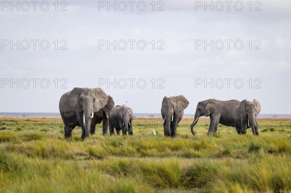 African elephant (Loxodonta africana), herd in Longinye swamp with cow herons (Bubulcus ibis), Amboseli National Park, Rift Valley Province, Kenya