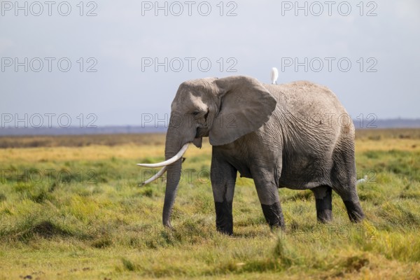 African elephant (Loxodonta africana), adult male in Longinye swamp with heron (Bubulcus ibis), Amboseli National Park, Rift Valley Province, Kenya