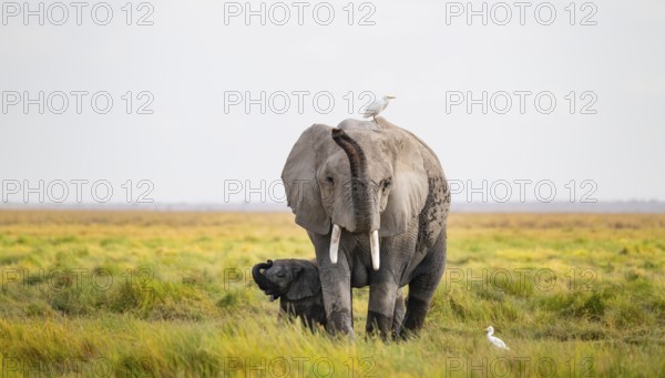 African elephant (Loxodonta africana), mother with young in Longinye swamp with cow egret (Bubulcus ibis), stretching trunk in the air, animal behavior, Amboseli National Park, Rift Valley Province, Kenya
