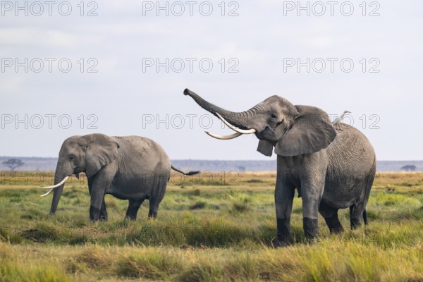 African elephant (Loxodonta africana), two animals in Longinye swamp with heron (Bubulcus ibis), elephant sticking trunk into the air, animal behavior, Amboseli National Park, Rift Valley Province, Kenya