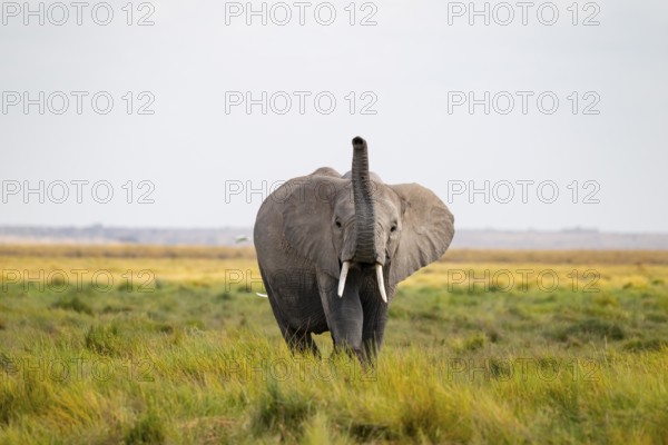 African elephant (Loxodonta africana), in Longinye swamp, stretching trunk into the air, animal behavior, Amboseli National Park, Rift Valley Province, Kenya