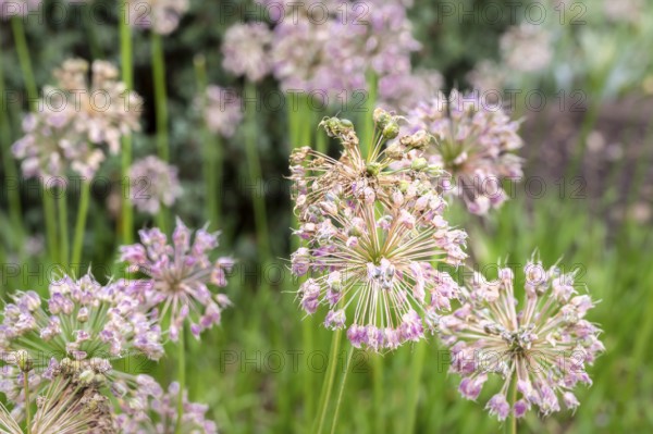 Close-up of spherical ornamental garlic (Allium) inflorescences in the gardens of the Saint-Lazare Maladrerie in Beauvais. The delicate, purple flowers stand on long stems against a blurred (bokeh) background of green plants. The design shows the beauty of ornamental plants. Beauvais, Department of Oise (60), Hauts-de-France Region, France