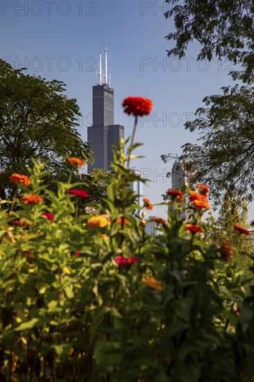 Chicago, Illinois - The Willis Tower (originally the Sears Tower), the tallest building in Chicago, photographed from Taylor Street Farms, a community garden