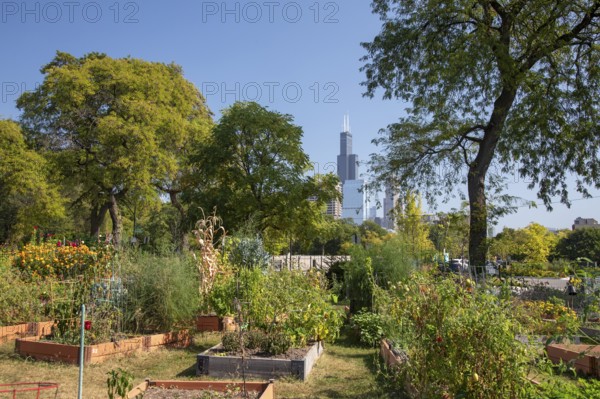 Chicago, Illinois - The Willis Tower (originally the Sears Tower), the tallest building in Chicago, photographed from Taylor Street Farms, a community garden