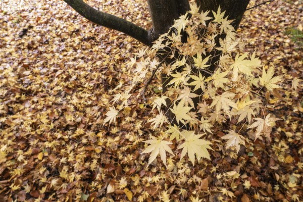 Japanese Japanese maple (Acer palmatum Sangu-Kaku) in autumn leaves, Emsland, Lower Saxony, Germany