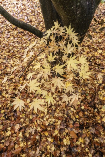 Japanese Japanese maple (Acer palmatum Sangu-Kaku) in autumn leaves, Emsland, Lower Saxony, Germany