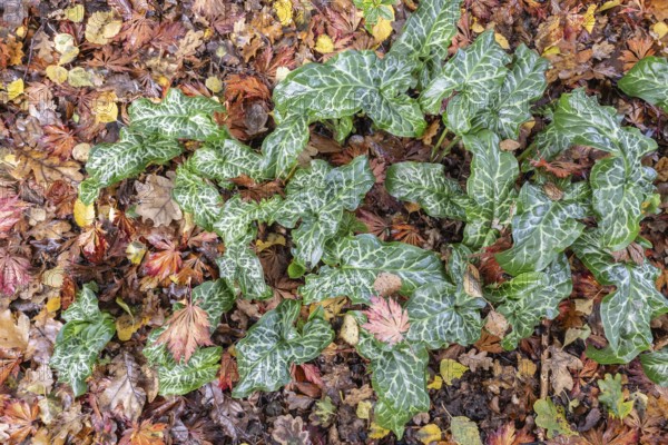 Italian arum stick (Arum italicum Pictum), Emsland, Lower Saxony, Germany