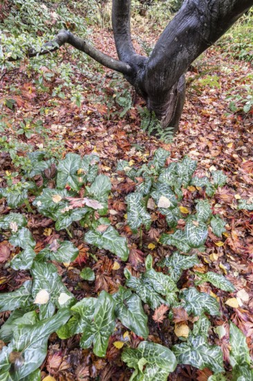 Italian arum stick (Arum italicum Pictum), Emsland, Lower Saxony, Germany