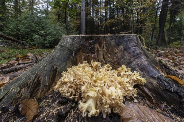 Krause Glucke (Wood Cauliflower crispa), Emsland, Lower Saxony, Germany