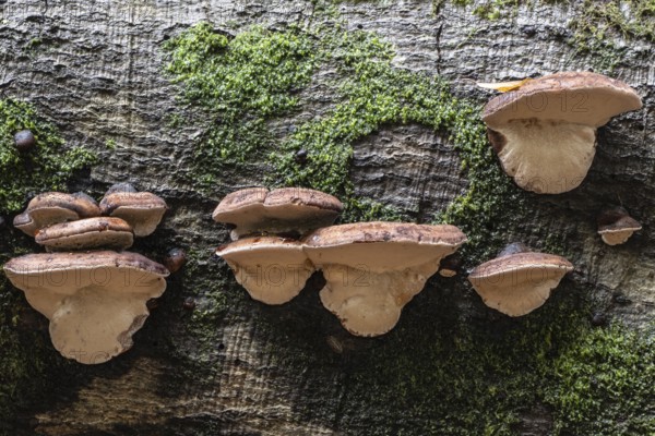 Hardwood resin porling (Ischnoderma resinosum), Emsland, Lower Saxony, Germany