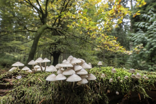 Helmlinge (Mycena spec.) in the beech forest, Emsland, Lower Saxony, Germany