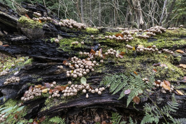 Pear Stäubling (Lycoperdon pyriforme), Emsland, Lower Saxony, Germany