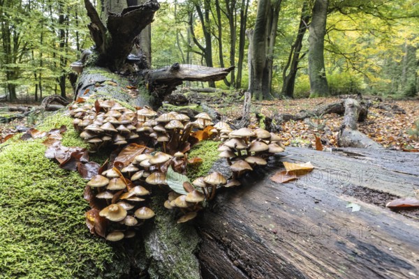 Green-leafed sulfur head (Hypholoma fasciculare) in beech forest, Emsland, Lower Saxony, Germany