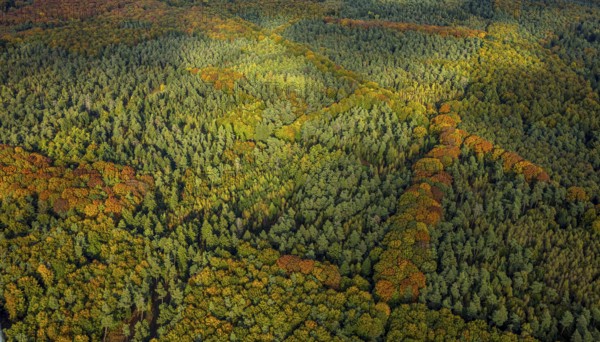 Aerial view, Uedemer Hochwald, mixed forest in colors, shapes and colors, Uedemerbruch, Uedem, Lower Rhine, North Rhine-Westphalia, Germany, trees in autumn colors, DE, Europe, autumn, autumn colors, mixed deciduous forest, aerial photography, aerial photography, overview, bird's eye view, forest in autumn colors, forest area, birds-eyes view, autumn trees, autumn trees, autumn forest, overview