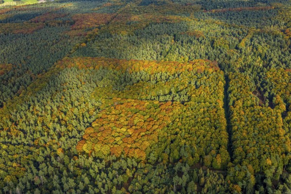 Aerial view, Uedemer Hochwald, mixed forest in colors, shapes and colors, Uedemerbruch, Uedem, Lower Rhine, North Rhine-Westphalia, Germany, trees in autumn colors, DE, Europe, autumn, autumn colors, mixed deciduous forest, aerial photography, aerial photography, airspace, overview, bird's eye view, forest, forest in autumn colors, forest area, birds-eyes view, autumn trees, autumn forest, overview