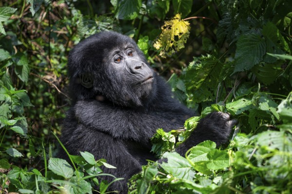 Mountain gorilla (Gorilla beringei beringei), among leaves, Bwindi Impenetrable Forest, Uganda