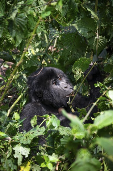 Mountain gorilla (Gorilla beringei beringei), among leaves, Bwindi Impenetrable Forest, Uganda