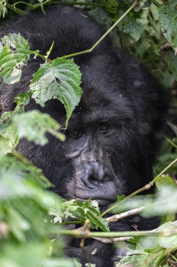 Mountain gorilla (Gorilla beringei beringei), adult male, silverback, animal portrait, among leaves, Bwindi Impenetrable Forest, Uganda
