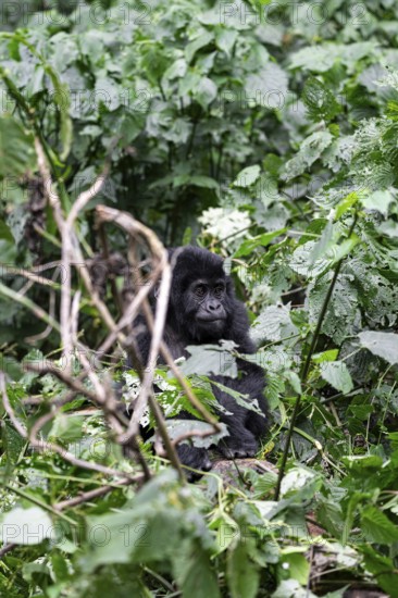 Mountain gorilla (Gorilla beringei beringei), juvenile among leaves, Bwindi Impenetrable Forest, Uganda